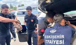 Eskişehir'de motor bölümüne sıkışan kediyi itfaiye ekipleri kurtardı