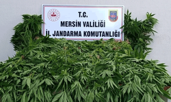 Mersin'de ormanda kenevir yetiştirenlere suçüstü operasyon: 2 tutuklama