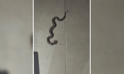 Siirt'te apartmanda görülen yılan paniğe neden oldu