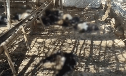 Siirt'te ağıla giren başıboş köpekler 26 keçiyi telef etti