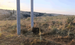 Bilecik'te elektrik akımına kapılan kuş yangına neden oldu