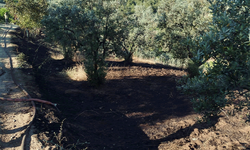 Bilecik'te zeytin tarlasında yangın