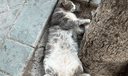 Eskişehir’de ağacın gölgesinde uyuyan kedi gülümsetti