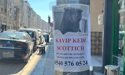 Eskişehir’de kayıp Scottish kedi aranıyor