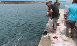 Yalova'da 3 ton kaçak midye ele geçirildi
