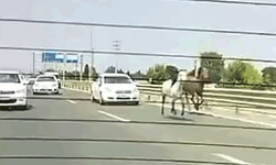 Bursa'da başıboş atlar trafikte araçlarla yarıştı