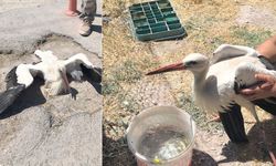 Büyükşehir Belediyesi çöplüğünde bacağı kırık halde bulunan leylek 4 gündür yardım bekliyor