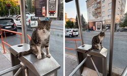 Eskişehir’de tramvay turnikesinin sevimli misafiri dikkat çekti