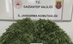 Gaziantep'te 116 kök kenevir ele geçirildi: 9 gözaltı