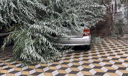 Niğde'de devrilen ağaç park halindeki aracın üzerine düştü