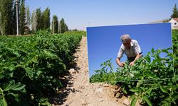 Tepebaşı’nda tarımda teknolojik devrim: Hastalık gelmeden uyarıyor, maliyetleri düşürüyor