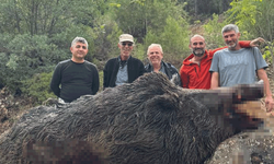 Bilecik'te mısırları talan eden 350 kiloluk dev domuz avcılar tarafından vuruldu