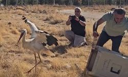 Eskişehir'de ölen eşinin başında günlerce beklemişti: Tedavi edilip doğaya salındı