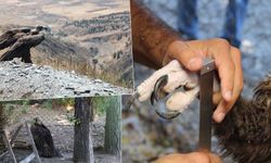 Eskişehir’den yaban hayatına bilimsel takip
