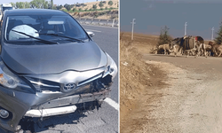 Sivrihisar’da yola aniden çıkan koyun kazaya neden oldu: 1 yaralı