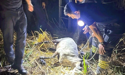 Tekirdağ'da su kuyusuna düşen koyun itfaiye ekiplerince kurtarıldı
