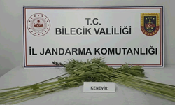 Bilecik’te tarlada kenevir bitkisi ele geçirildi