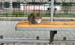Eskişehir’de durağa oturan sevimli kedi ilgi odağı oldu