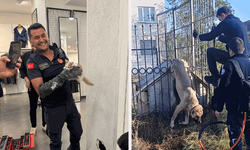 Eskişehir'de mahsur kalan kedi ve köpeğin imdadına itfaiye yetişti
