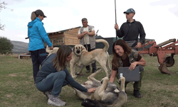 Eskişehir'e ikinci kez geldiler: İtalyanlar Türk çoban köpeklerine hayran kaldı