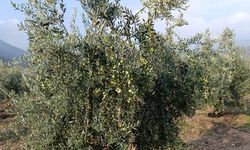Eskişehir'in mikroklima havzasında zeytin bereketi
