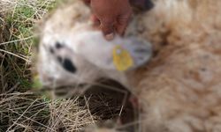 Tunceli'de kurt saldırısı: 14 koyun telef oldu