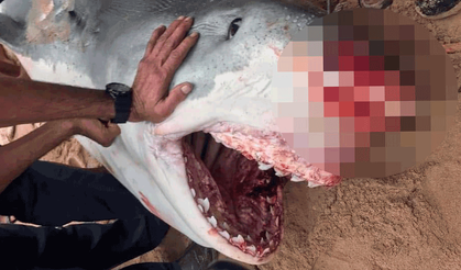 Mısır'da köpekbalığı saldırısına uğrayan turist hayatını kaybetti