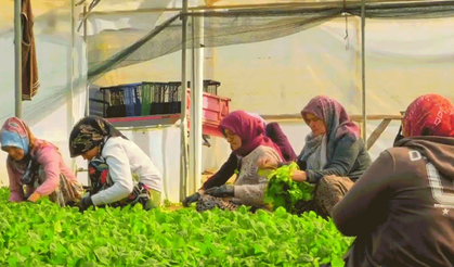 Eskişehir, girişimci kadınlar sayesinde roka üretiminde zirvede