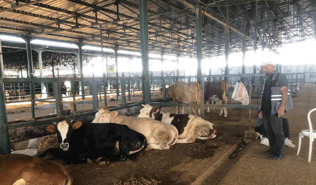 Eskişehir'de kurban pazarında satışlar durgun: Vatandaş küçükbaşa yöneldi
