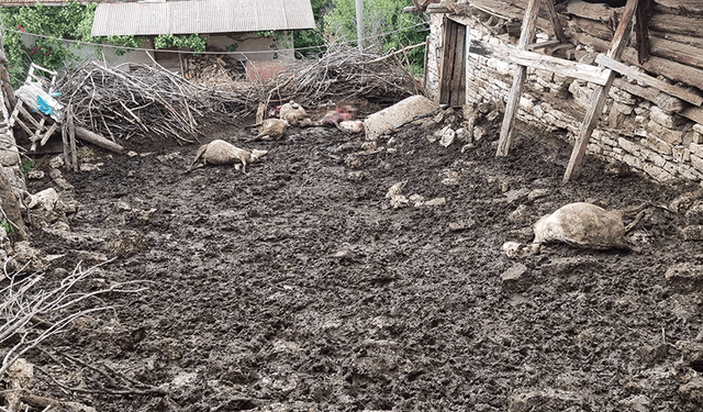Kütahya'da ağıla giren kurtlar 11 koyunu telef etti