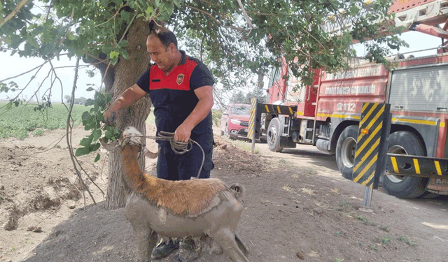 Hatay'da çamurda mahsur kalan oyun ekipler tarafınca kurtarıldı