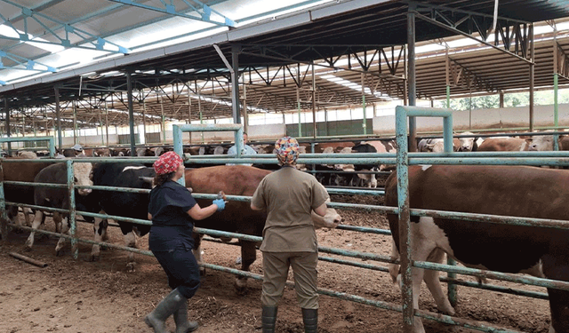 Afyon'da şap hastalığı ile mücadele çalışmaları hız kesmeden devam ediyor