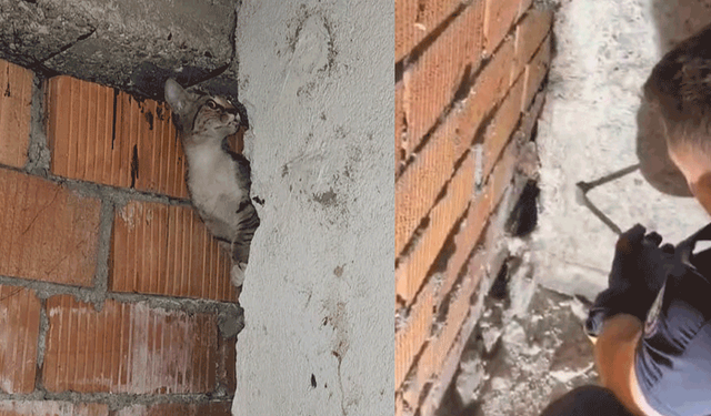 Eskişehir’de binanın arasında mahsur kalan 5 kedi itfaiye tarafından kurtarıldı