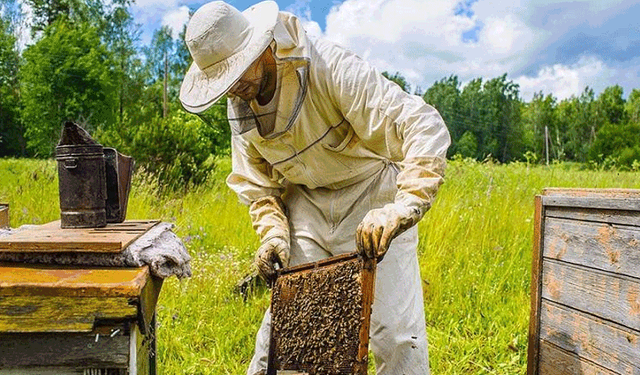 Balda kriz kapıda! Eskişehir'de arıcılar uyardı: Fiyatlar daha da artabilir