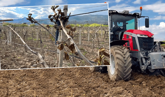 Eskişehir'de zirai don zararı gören çiftçilere devlet desteği