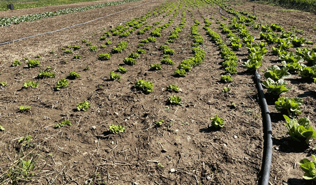 Kuraklık vurdu: Eskişehir’de kuyu suları 20 metreye kadar indi