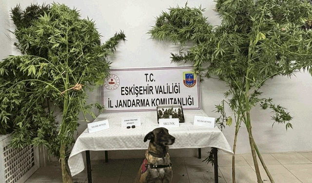 Eskişehir'de mısır tarlasında uyuşturucu şoku