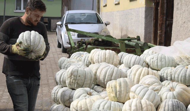 Eskişehirli çiftçiden ilginç iddia: "Bu kabak psikolojiyi düzeltiyor"