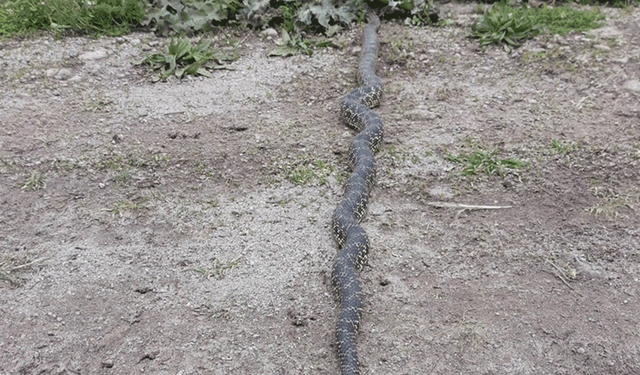 Afyon'da engerek yılanı görüntülendi