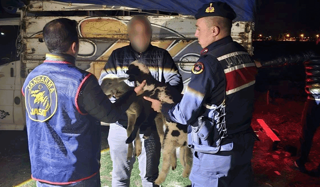 Afyon’da küçükbaş hırsızlığına JASAT müdahalesi: 4 gözaltı