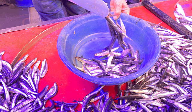 Eskişehir’de balık severler hamsiye yöneldi