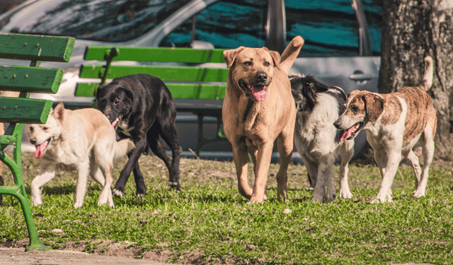 Eskişehir’de sokak hayvanları için birlik seferberliği başladı
