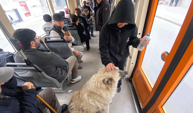 Eskişehir’de tramvaya binen sevimli köpek ilgi odağı oldu