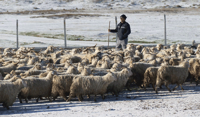 Nesli tehlike altındaki Ankara keçileri için Eskişehir’de yoğun kış mesaisi