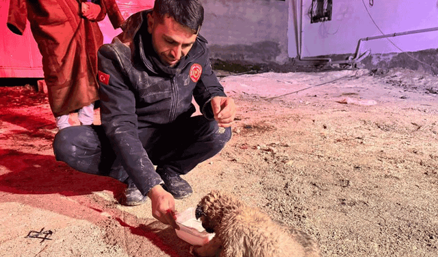Şanlıurfa'da 20 metrelik sondaj kuyusuna düşen yavru köpek kurtarıldı