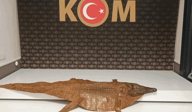 Afyon'da şüphe üzerine durdurulan bir otomobilde timsah derisi bulundu