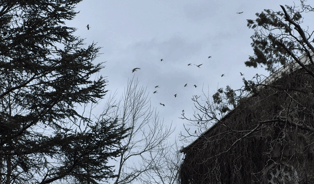 Eskişehir’de ilkbaharın müjdecisi görsel şölen oluşturdu