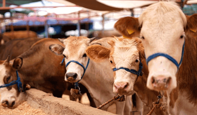 Eskişehir’de yoğunluk başladı: Kurbanlık fiyatları cep yakıyor