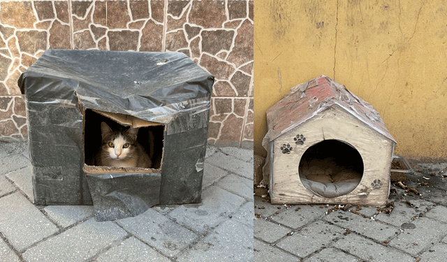Tepebaşı’nda mahalle sakinlerinden sokak kedilerine sıcak yuva