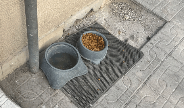 Tepebaşı’nda örnek davranış: Sokak hayvanları unutulmadı